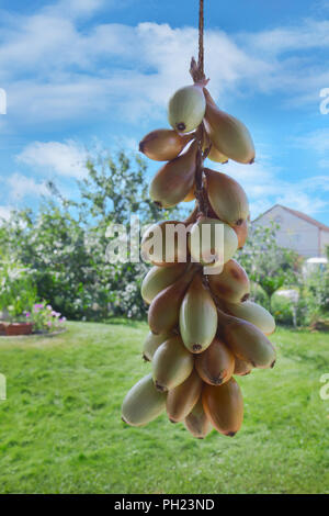 Ghirlanda di cipolle appesi sulla essiccazione in giardino Foto Stock