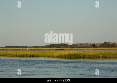 La Palude Salata cordgrass (Spartina alterniflora) in Salt Marshes sul lato occidentale di Chincoteague Island, Virginia, Stati Uniti d'America. Foto Stock