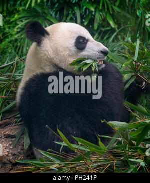 Panda gigante allo Zoo di Calgary Alberta Canada Foto Stock