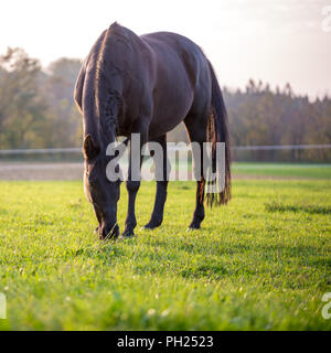 Cavallo al pascolo in un lussureggiante verde prato in formato quadrato. Foto Stock