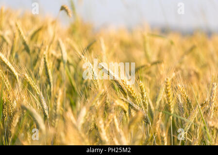 Primo piano della maturazione bello golden campo di grano a inizio estate. Foto Stock