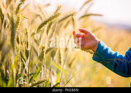 Bambino arrivando a toccare i giovani spighe di grano la maturazione in un campo incandescente nella luce del mattino in una immagine concettuale. Foto Stock