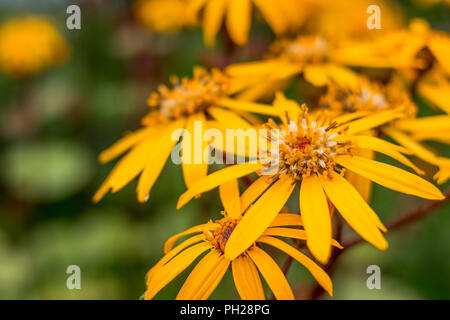 Ligularia dentata Hara,giallo margherite nell'autunno del giardino.I modelli di fiori portano autunno umore.bei fiori gialli su uno sfondo naturale. Fiori gialli rudbeckia close-up. Grandi margherite. Foto Stock