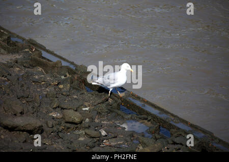 Londra, UK, 30 agosto 2018,A lone seagull passeggiate sulla banca del fiume del fiume Tamigi a Londra. Previsioni del tempo è di rimanere nuvoloso,soleggiato e risolte per almeno la prossima settimana a inizio settembre. Credito Larby Keith/Alamy Live News Foto Stock