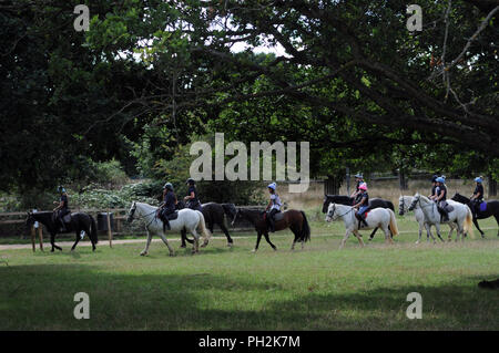 Londra, UK, 30 agosto 2018 Lone maggese stag nel Parco Rchmond Credito: JOHNNY ARMSTEAD/Alamy Live News Foto Stock