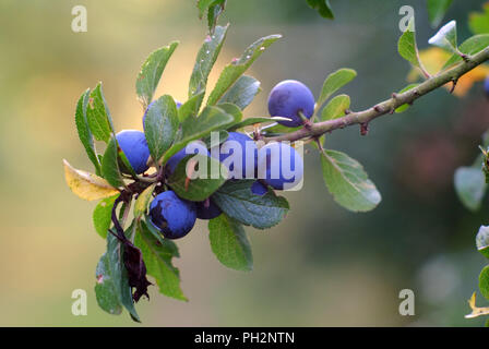 Prugnoli su un prugnolo bush (Prunus spinosa) Foto Stock