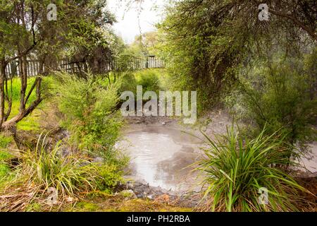 Laghetto geotermico nel mezzo di alberi nel parco Kuirau, Rotorua, Nuova Zelanda, 3 novembre 2017. () Foto Stock