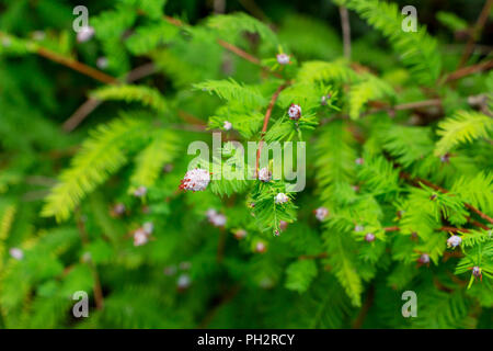 Cipresso calvo (Taxodium distichum) infestati con cipressi ramoscello gall midge (Taxodiomyia cupressiananassa), closeup - Davie, Florida, Stati Uniti d'America Foto Stock