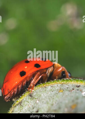 Ladybug camminando sul bordo macro Foto Stock