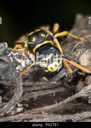 Gattona wasp caccia per il cibo macro Foto Stock