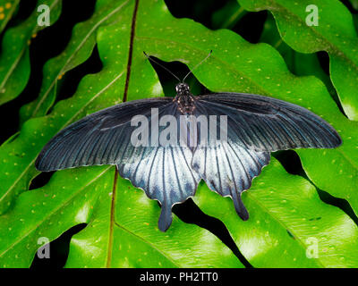 Costumi di carnevale che assomigliano a carte da gioco, con cappelli  gigante, al carnevale di Venezia, circondato dalla bellissima laguna di  Venezia Foto stock - Alamy