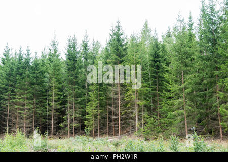 I giovani crescono rigogliosi alberi di abete rosso forest Foto Stock