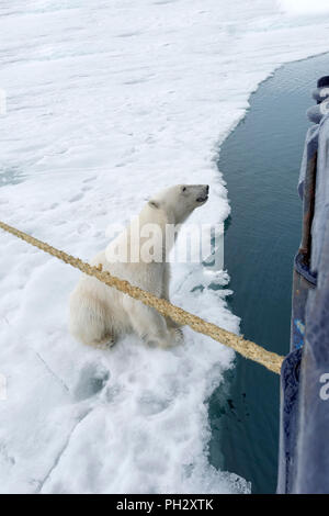 Curioso orso polare (Ursus maritimus) seduto accanto a un expedition nave e guardando in alto, arcipelago delle Svalbard, Norvegia Foto Stock