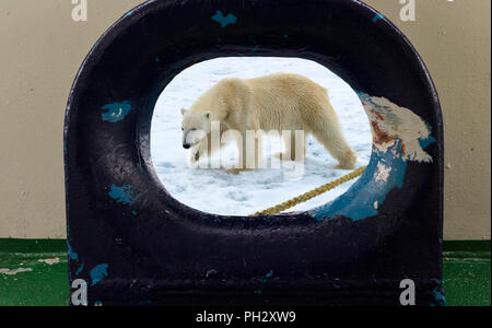 Il Roaming Polar Bear (Ursus maritimus) visto attraverso una apertura nel ponte della nave, arcipelago delle Svalbard, Norvegia Foto Stock