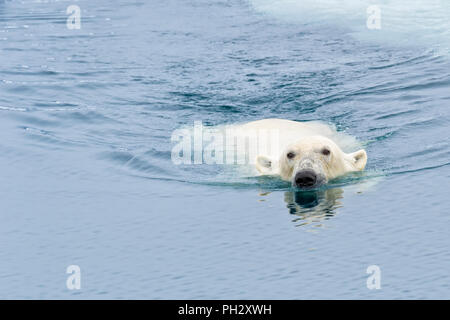 Orso polare (Ursus maritimus) nuoto attraverso la banchisa, arcipelago delle Svalbard, Norvegia Foto Stock