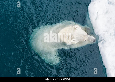 Orso polare (Ursus maritimus) nuoto e di arrivare al di fuori dell'acqua, arcipelago delle Svalbard, Norvegia Foto Stock