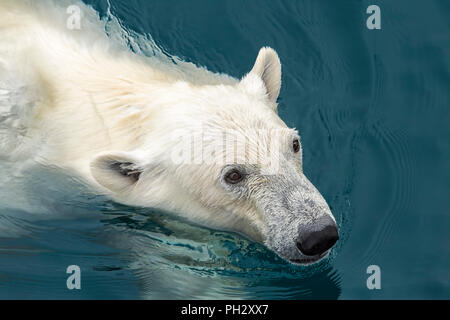 Orso polare (Ursus maritimus) nuoto, arcipelago delle Svalbard, Norvegia Foto Stock