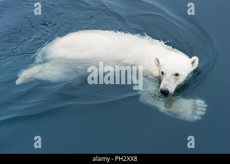 Orso polare (Ursus maritimus) nuoto, arcipelago delle Svalbard, Norvegia Foto Stock