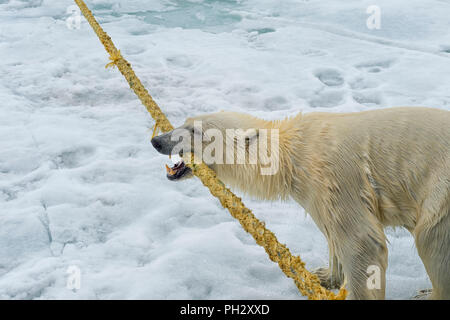 Orso polare (Ursus maritimus) tirando e mordere la corda di un expedition nave, arcipelago delle Svalbard, Norvegia Foto Stock