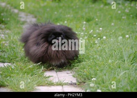 Grazioso cucciolo nero funny pekingese dog sull'erba Foto Stock