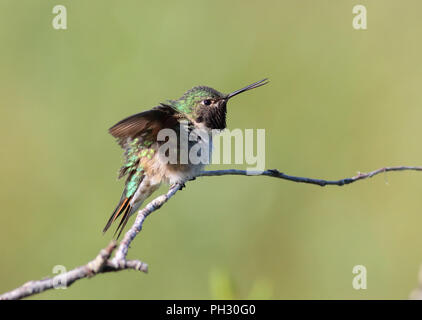 Ampia-tailed Hummingbird Giugno 11th, 2018 Winter Park, COLORADO Foto Stock