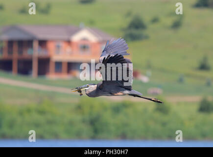 Airone blu agosto 3rd, 2014 Lago di Vermiglio, Dakota del Sud Foto Stock
