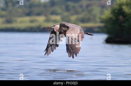 Airone blu agosto 3rd, 2014 Lago di Vermiglio, Dakota del Sud Foto Stock