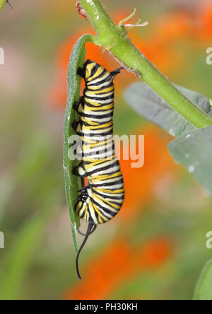 Farfalla monarca caterpillar agosto 19th, 2018 Brandon, il Dakota del Sud Foto Stock