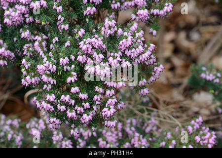 Erica Archie Graham Foto Stock