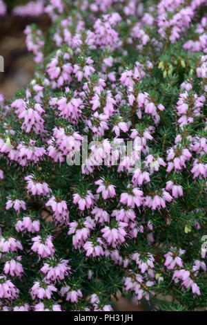 Erica Archie Graham Foto Stock
