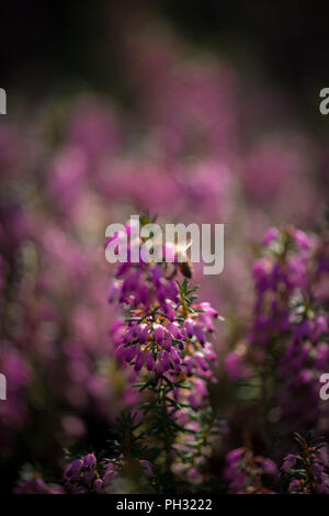 Erica carnea Jason Attwarer Foto Stock
