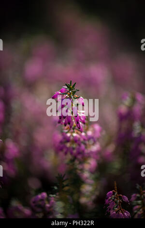 Erica carnea Jason Attwarer Foto Stock