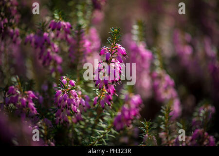 Erica carnea Jason Attwarer Foto Stock