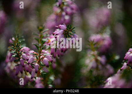 Erica carnea Jason Attwarer Foto Stock