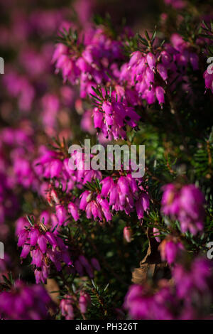 Erica carnea Wintersonne / sole invernale Foto Stock