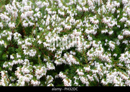 Erica carnea startler Foto Stock