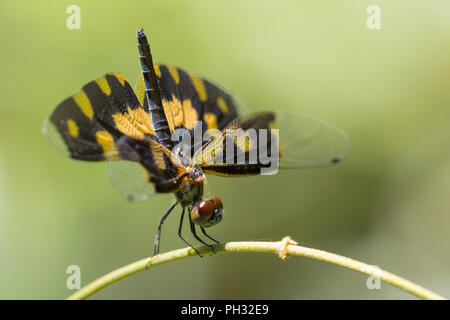 Comune Damselfly Picturewing, in presenza di luce naturale. Foto Stock