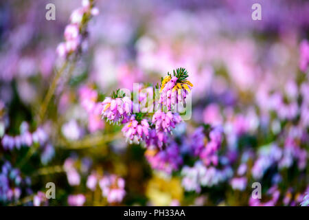Erica carnea signor Sam Doncaster Foto Stock