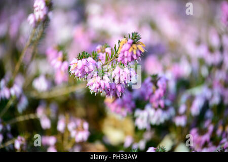 Erica carnea signor Sam Doncaster Foto Stock