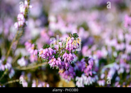 Erica carnea signor Sam Doncaster Foto Stock