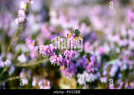Erica carnea signor Sam Doncaster Foto Stock