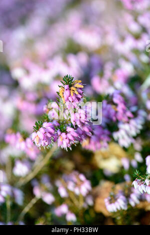 Erica carnea signor Sam Doncaster Foto Stock