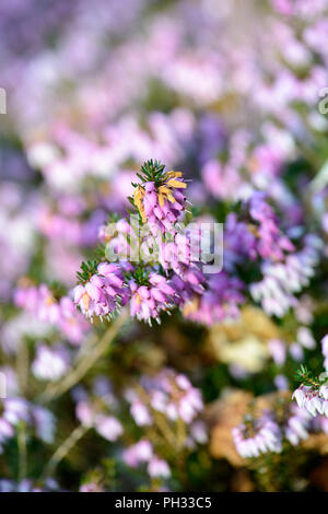 Erica carnea signor Sam Doncaster Foto Stock