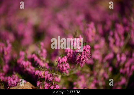 Erica carnea Facchini Red Foto Stock