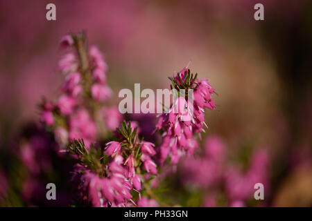 Erica carnea Facchini Red Foto Stock
