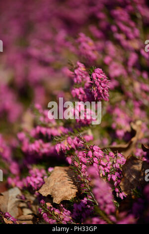 Erica carnea Facchini Red Foto Stock