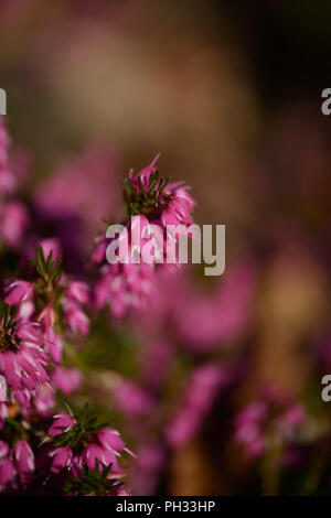 Erica carnea Facchini Red Foto Stock