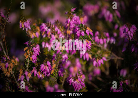 Erica carnea RB Cooke Foto Stock