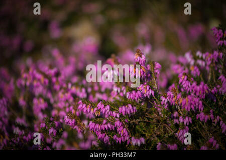 Erica carnea RB Cooke Foto Stock
