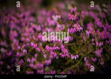 Erica carnea RB Cooke Foto Stock